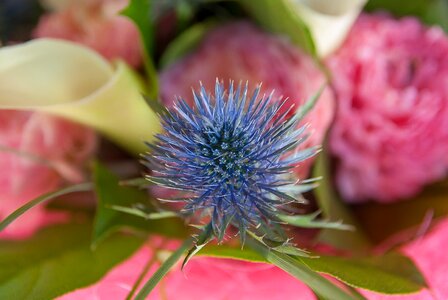 Flower thistle lys photo