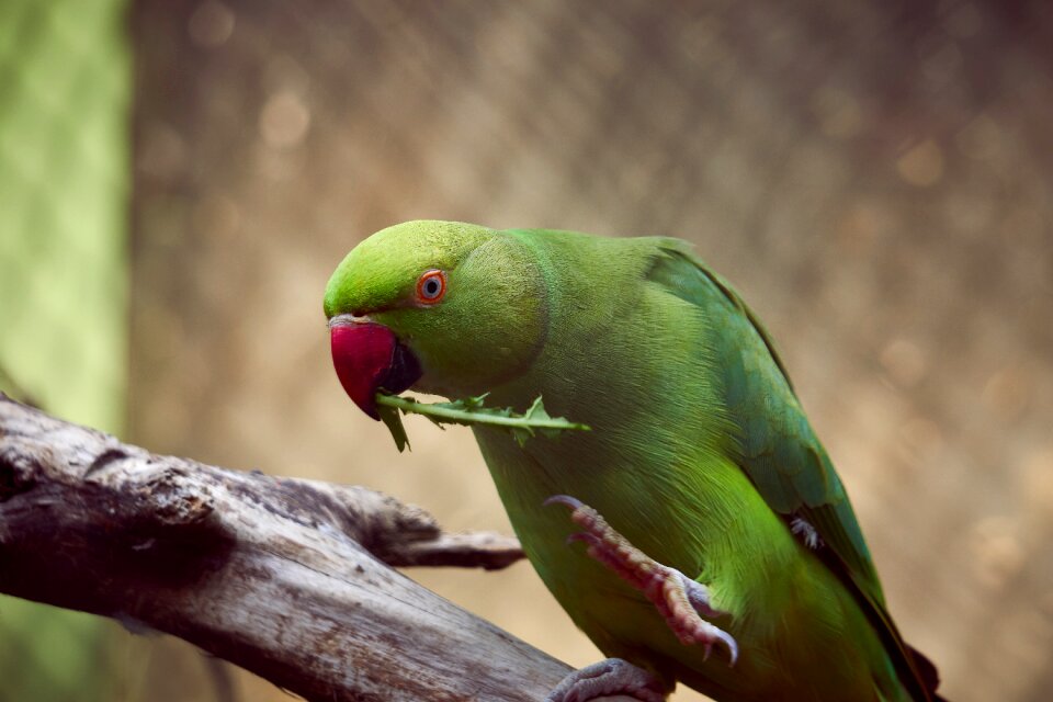 Animal plumage animal world photo