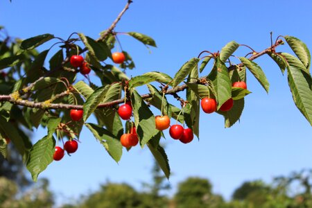 Fruit sweet sweet cherry