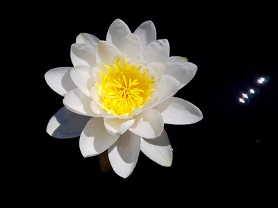 Aquatic plant petals white