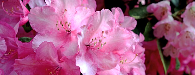 Spring nature bush photo