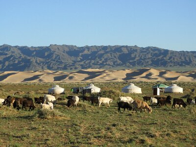 Sheep flock grass photo