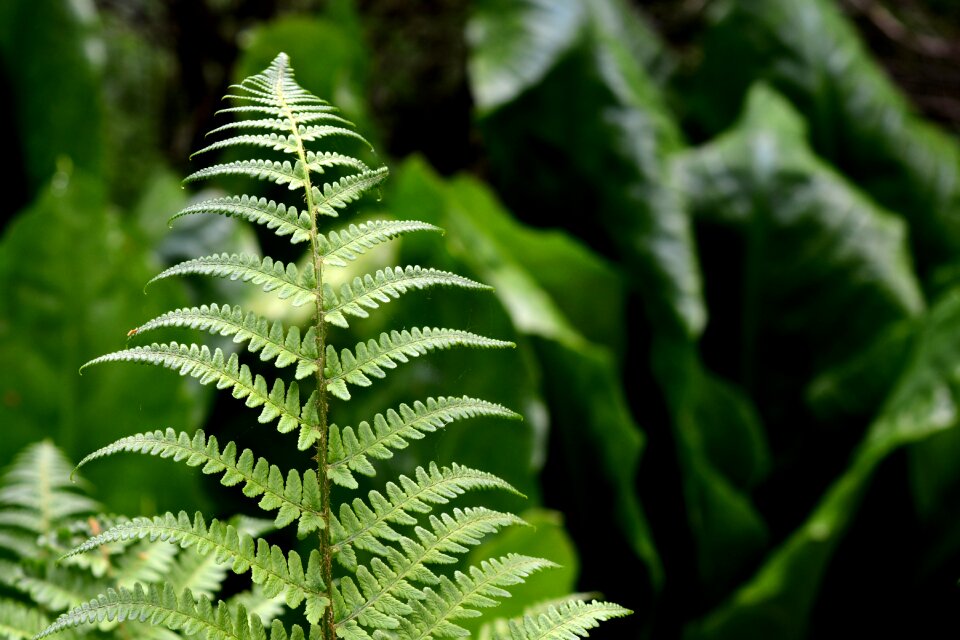 Green forest fern plant photo