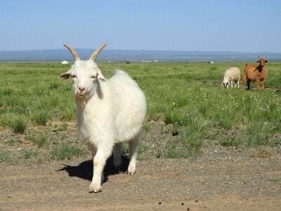 Pasture animal mammal