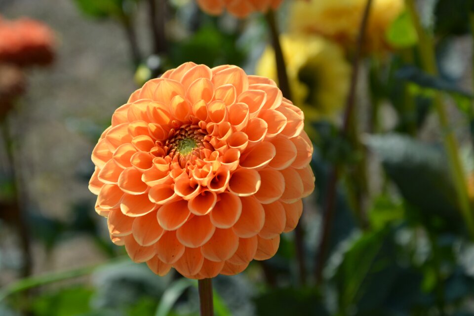 Massif bouquet offer