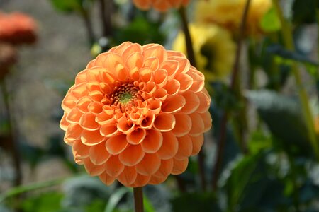 Massif bouquet offer