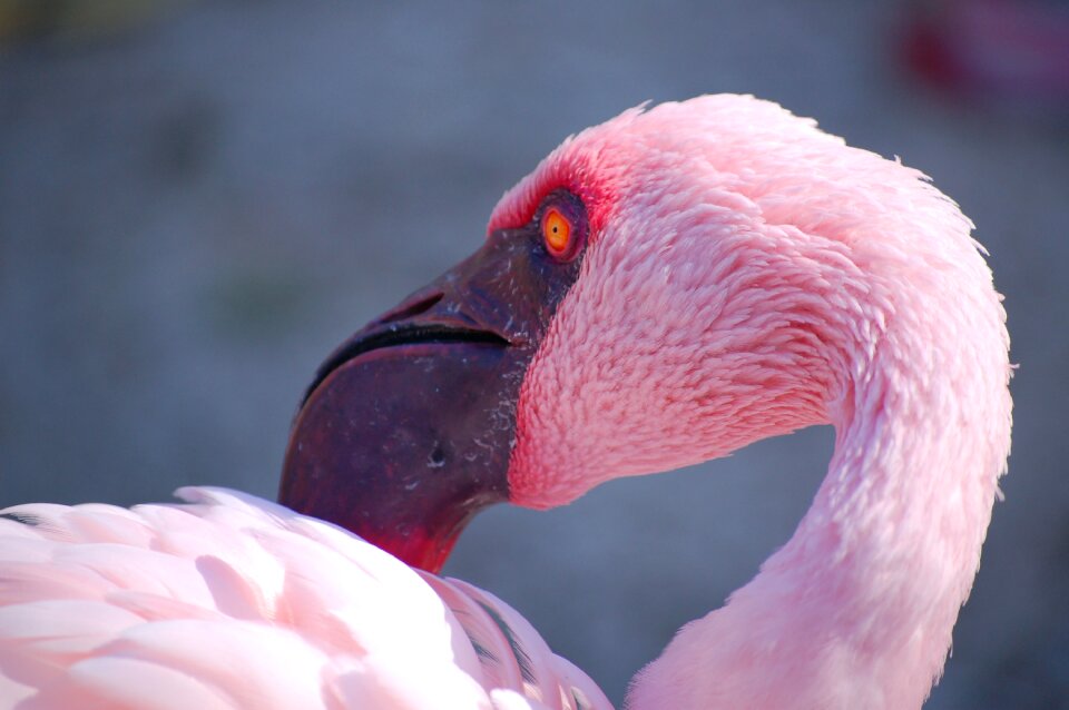 Pink nature feather photo