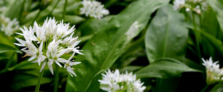 Spring wood garlic blossom