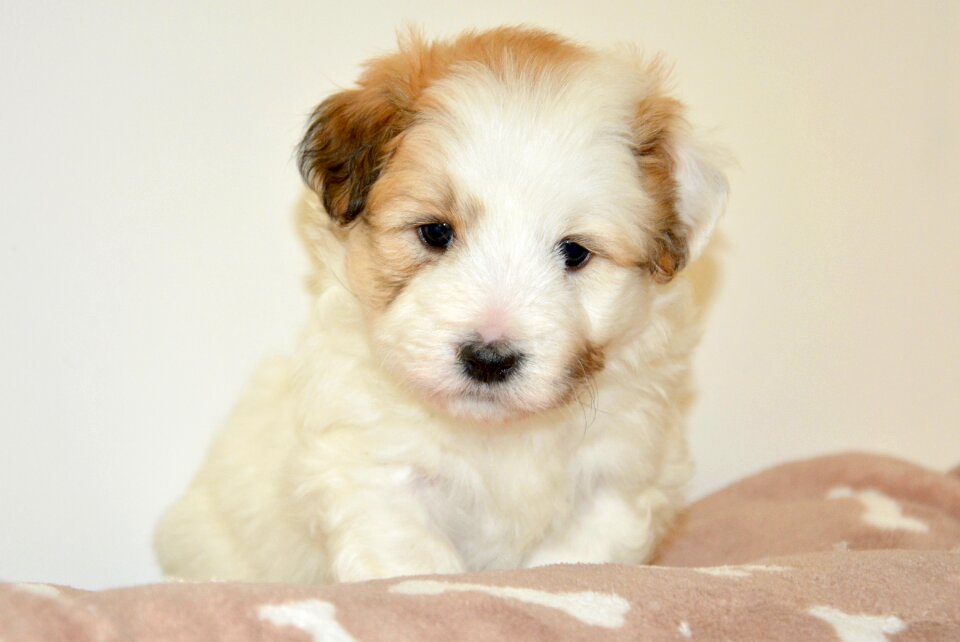Pup coton de tulear dog oliver
