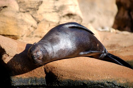 Cute seals animal