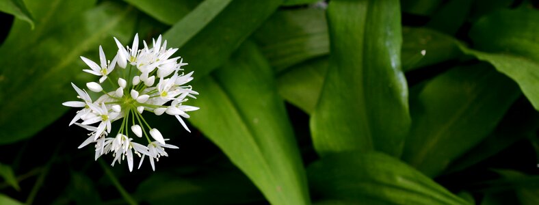 Spring wood garlic blossom