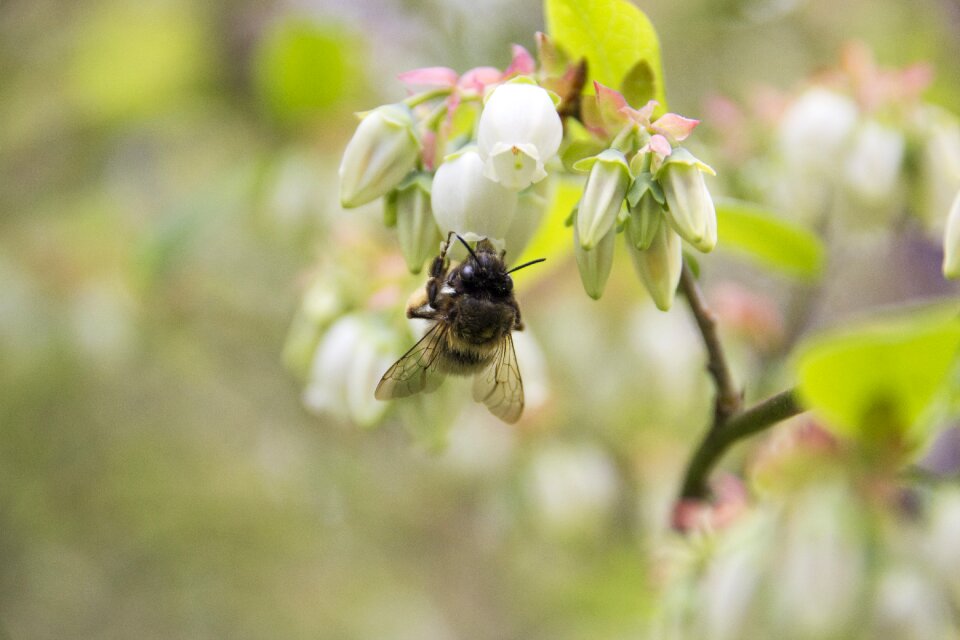 Blossom bloom nature