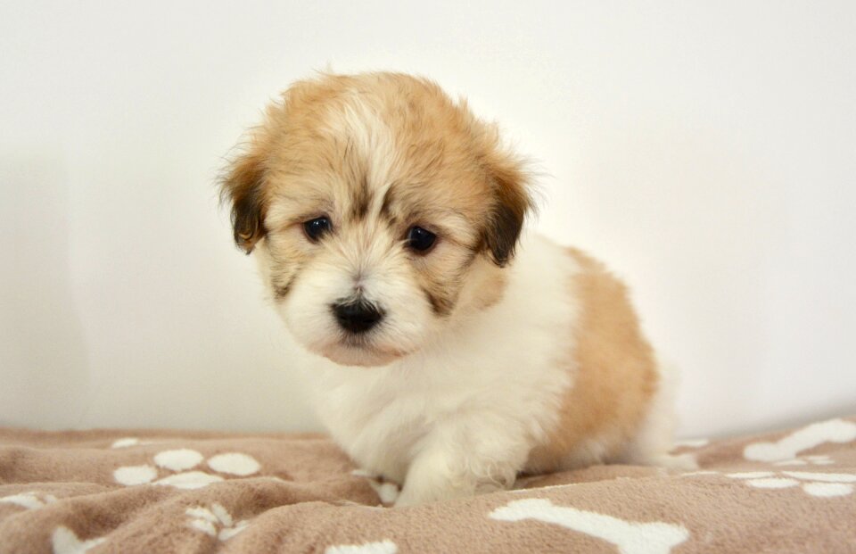 Puppy orore young dog orore cotton tulear