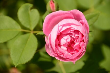 Rose close up romantic