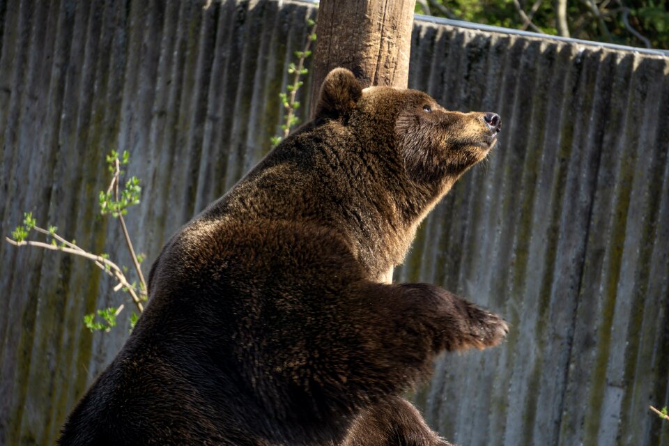 Animal wild park