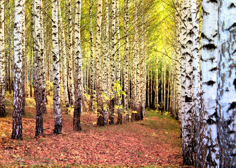 Autumn leaves belokurikha