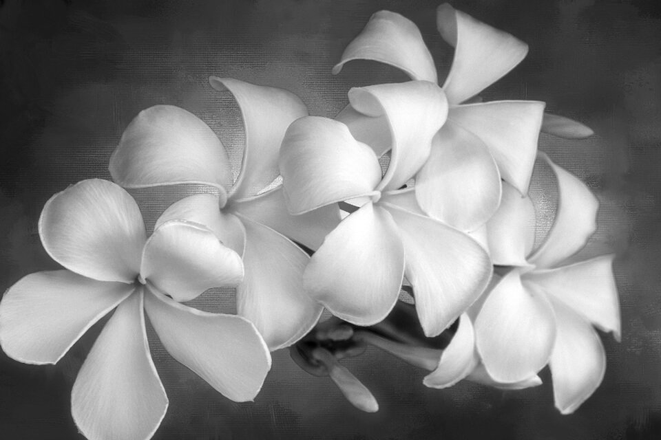 Blossom floral romance
