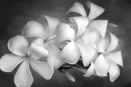 Blossom floral romance