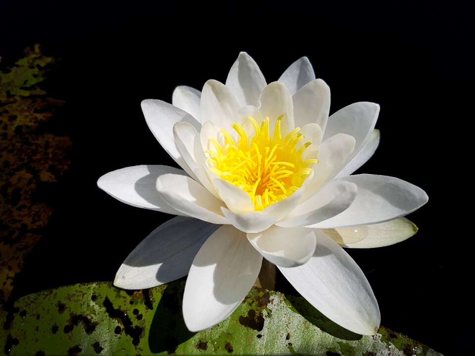 Aquatic plant petals white