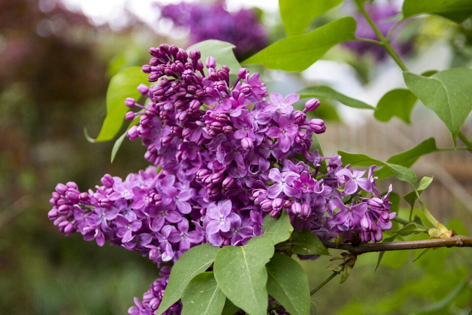Bloom purple flower