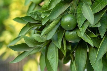 Sour healthy food
