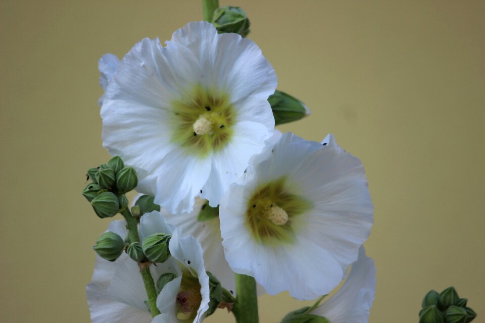 Stock rose garden flowers malvaceae