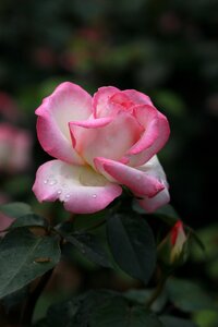 Leaf garden rose
