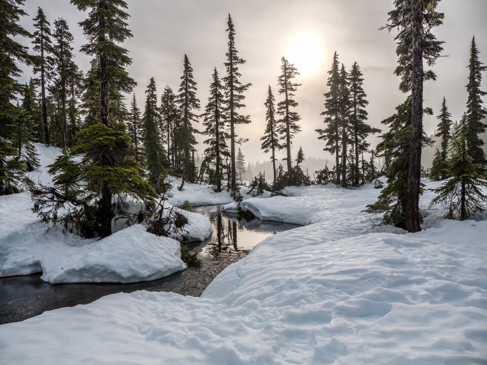 Forest mount washington natural