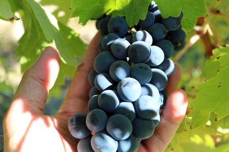 Syrah vine fruit