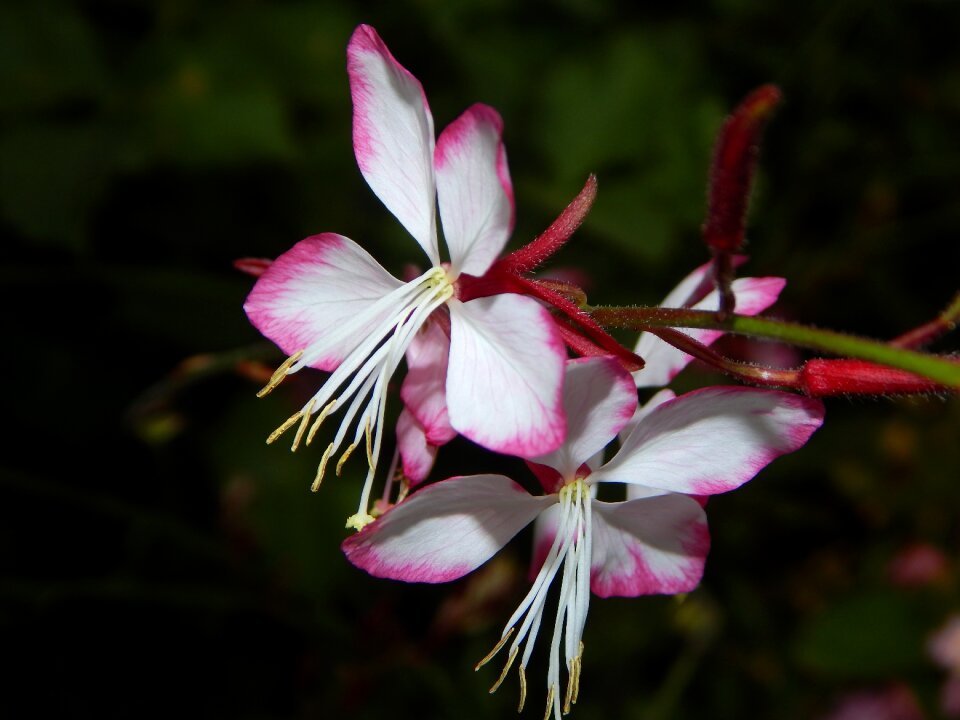 Summer blossom bloom