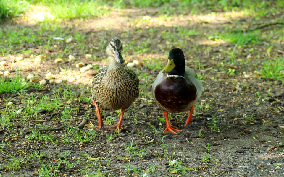 Wild birds water bird water birds