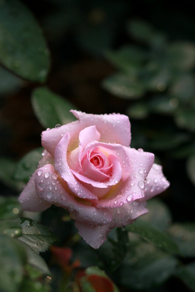 Leaf garden rose
