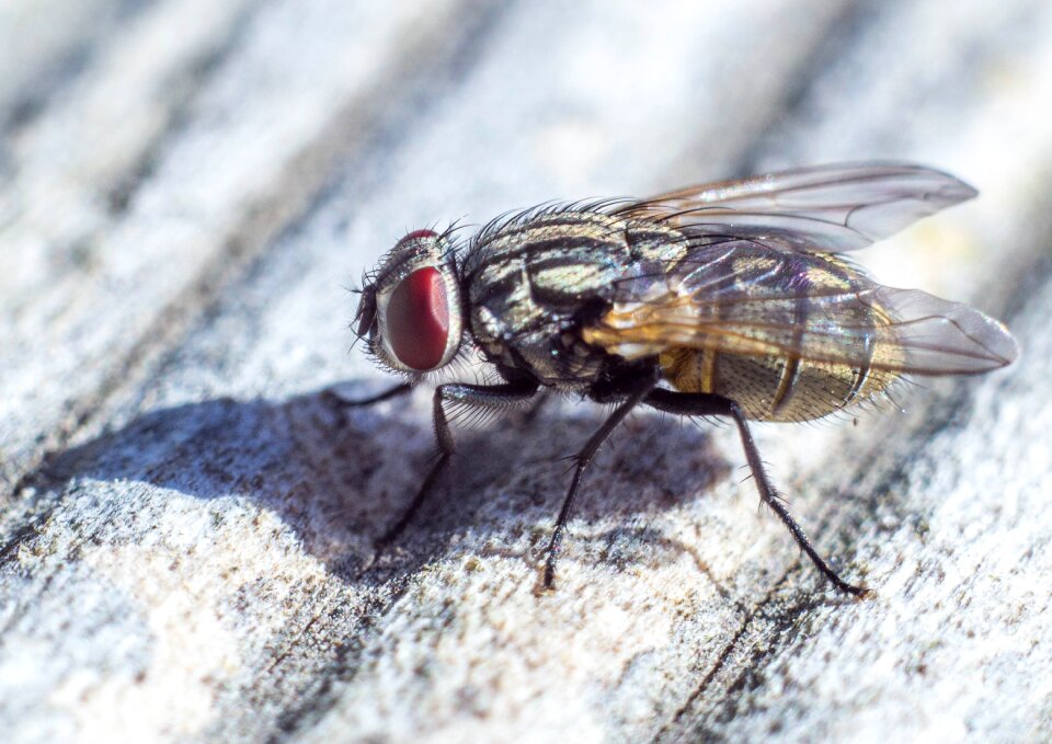 Animal insect nature