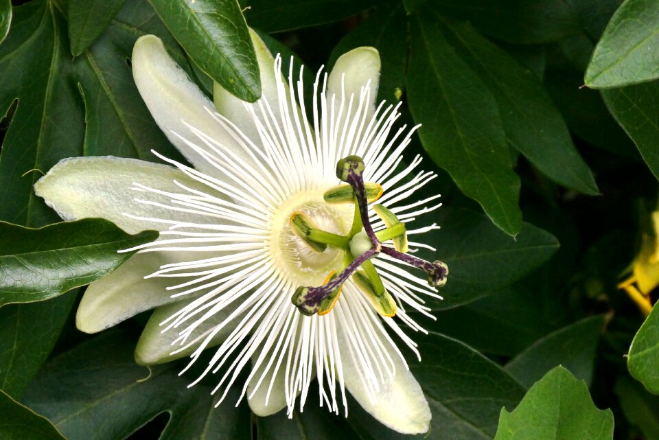 Garden white flower