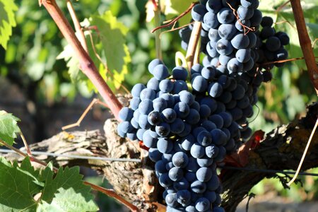 Syrah vine fruit