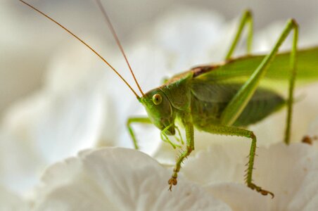 Macro animal nature