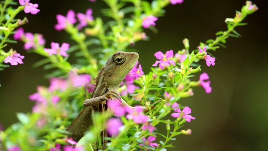 Reptile beautiful nature