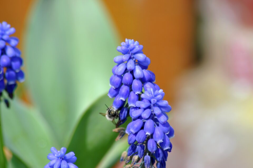 Almost romantic flowers