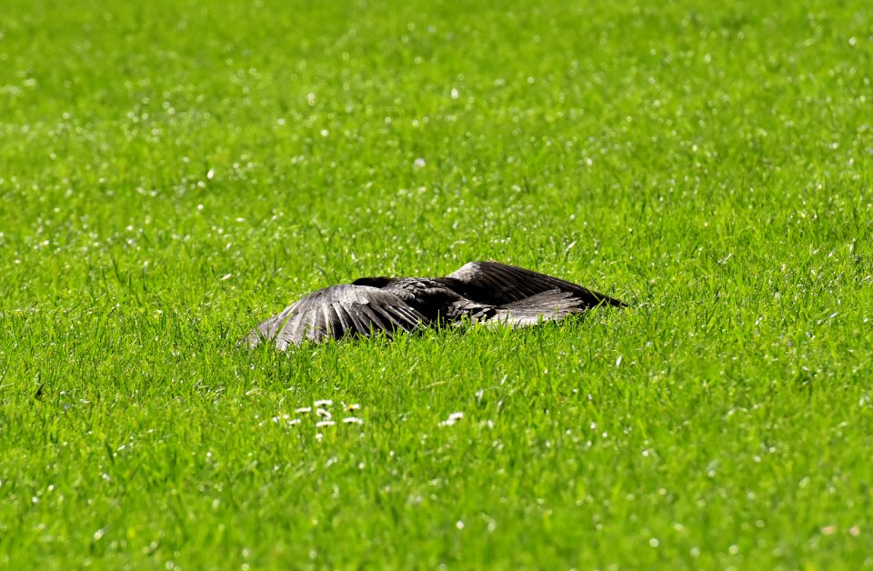 Wing spread raven bird