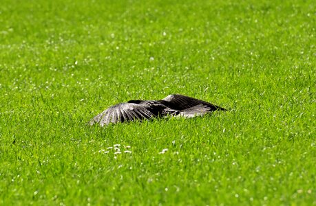 Wing spread raven bird photo