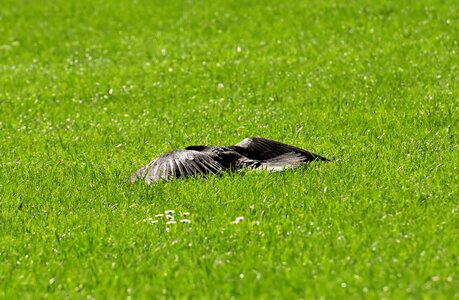 Wing spread raven bird