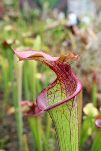 Carnivorous flower hungry flower nepenthes flower