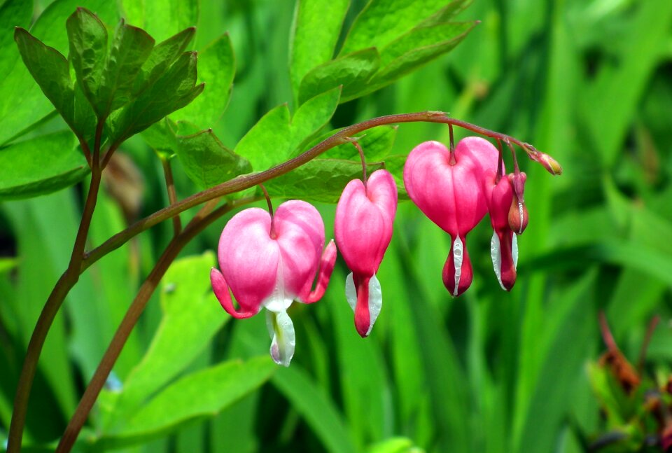 Pink garden nature