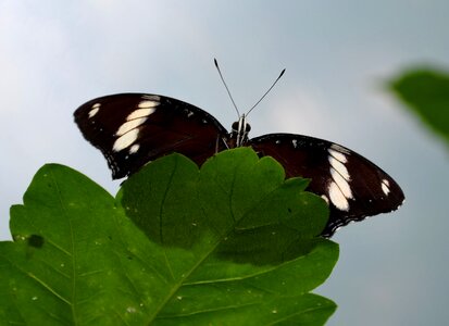Insect wing close up