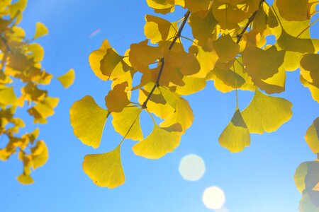 Park colorful yellow leaves