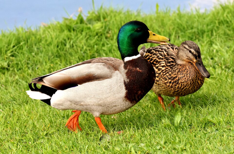Colorful water bird couple