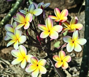 Yellow frangipani flower circle