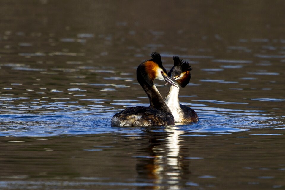 Water birds toppdykker