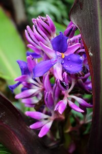 Purple flower purple orchid orchid