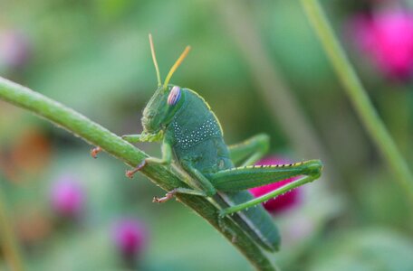 Antennas grasshoppers nature photo